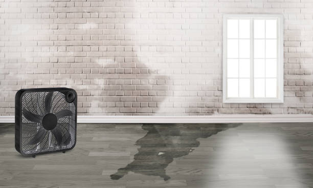 Best Mold removal after water damage  in River Rouge, MI